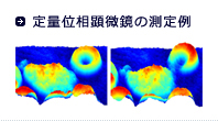 定量位相顕微鏡の測定例